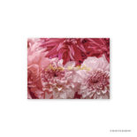 日比谷花壇 グリーティングカード ダリア N7705